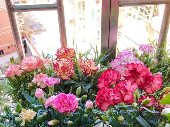 康乃馨花怎么养家庭养法 康乃馨养花技巧