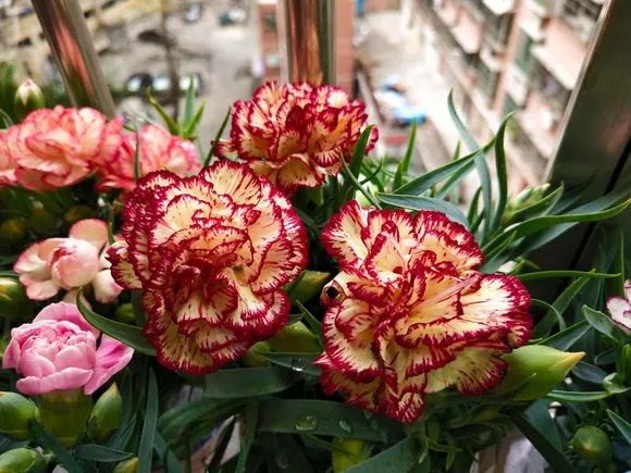 康乃馨花怎么养家庭养法 康乃馨养花技巧