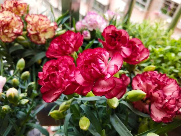 康乃馨花怎么养家庭养法 康乃馨养花技巧