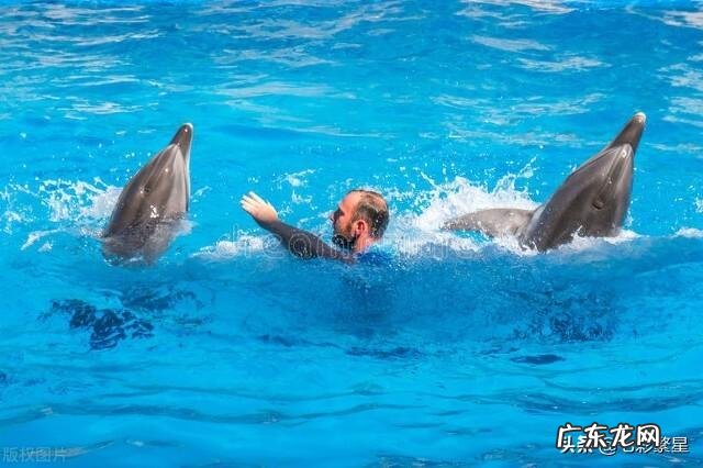 河豚种类介绍图 海豚图片