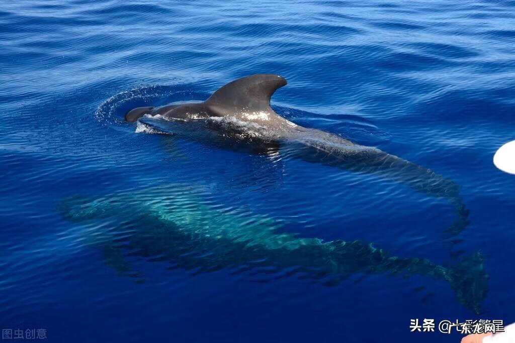 河豚种类介绍图 海豚图片