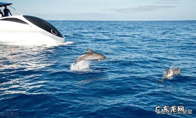 河豚种类介绍图 海豚图片