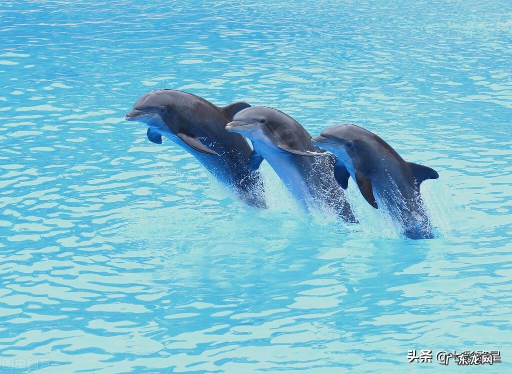 河豚种类介绍图 海豚图片