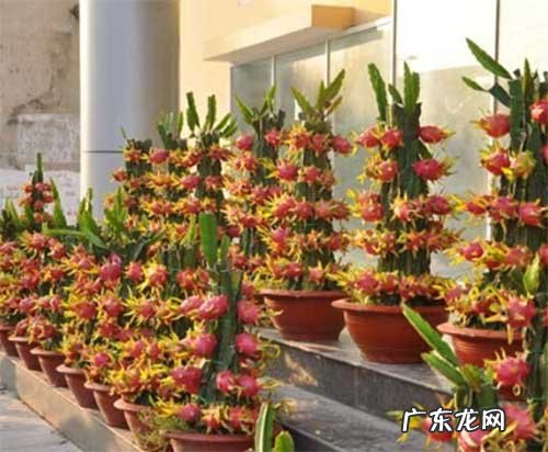 阳台种火龙果可以吗 屋顶种火龙果方位