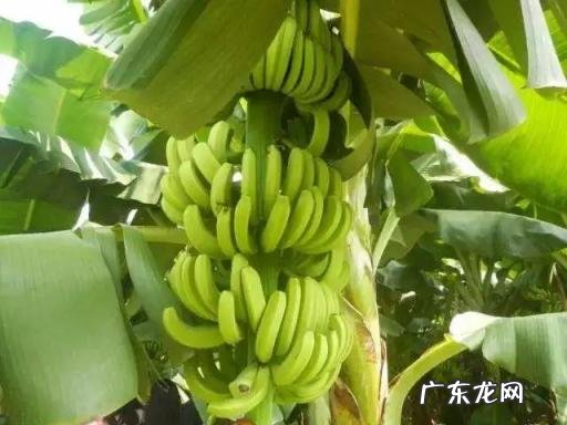 香蕉和什么不能一起吃? 你知道香蕉不能和什么一起吃吗