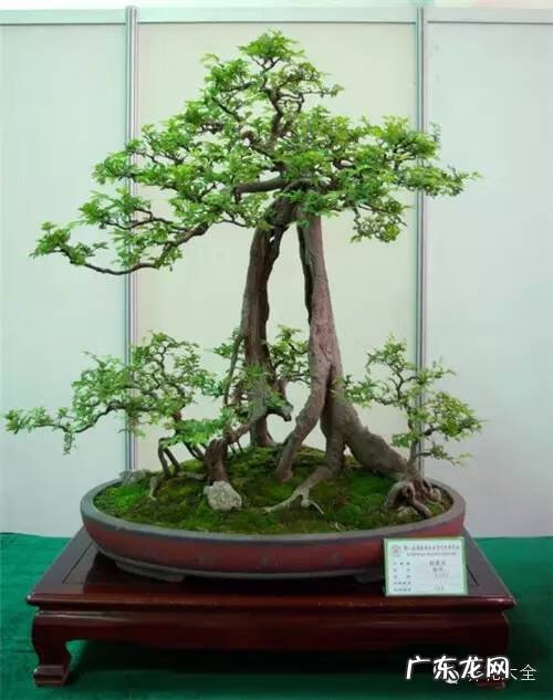 风水飞凤下山形图片 飞龙下山风水地图