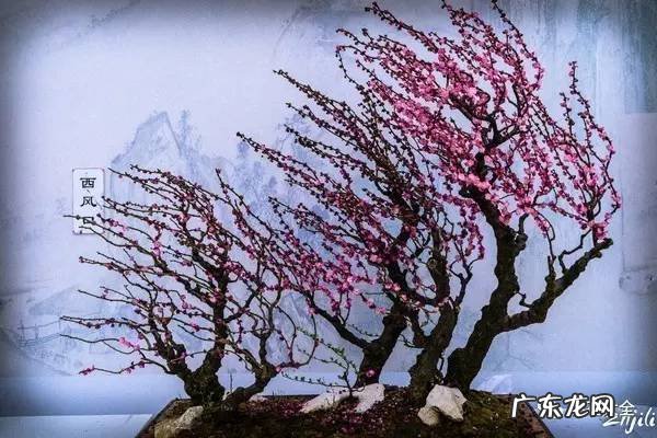 风水飞凤下山形图片 飞龙下山风水地图