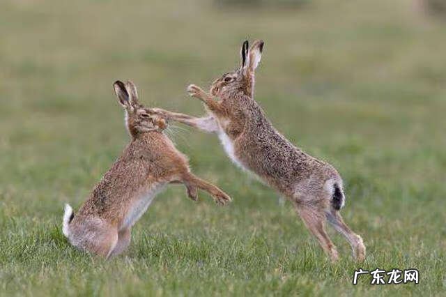 追捕者 迅雷下载 围捕下载 下载