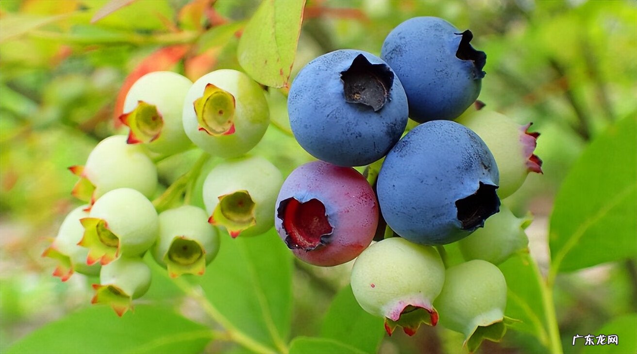 种植什么农产品最赚钱 什么种植最赚钱