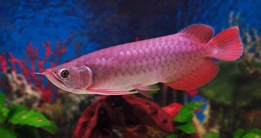 罗汉鱼是风水鱼吗有灵性吗 罗汉风水鱼和金鱼是一个品种吗