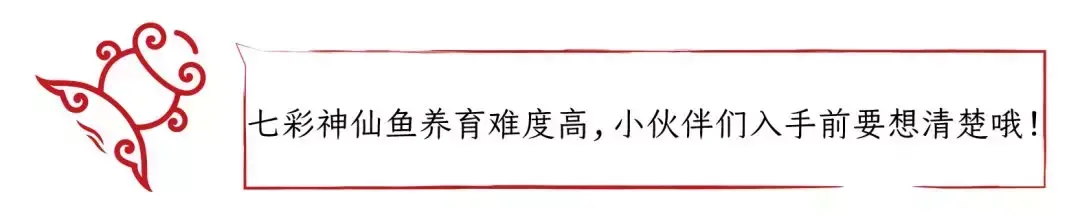 罗汉鱼是风水鱼吗有灵性吗 罗汉风水鱼和金鱼是一个品种吗