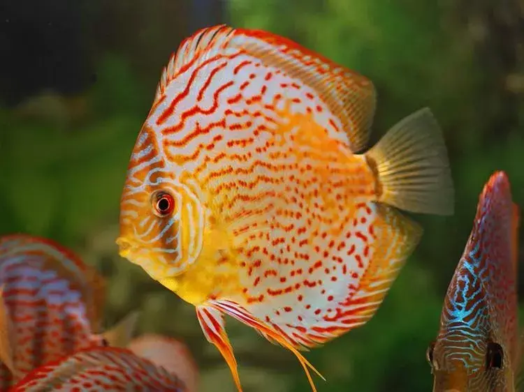 罗汉鱼是风水鱼吗有灵性吗 罗汉风水鱼和金鱼是一个品种吗