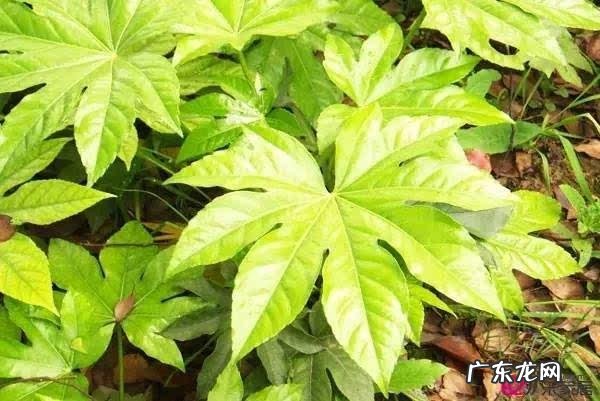 八角有什么好处 八角风水上有什么作用呢