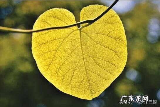 去过泰山不看山的下一句 不见泰山前一句是什么