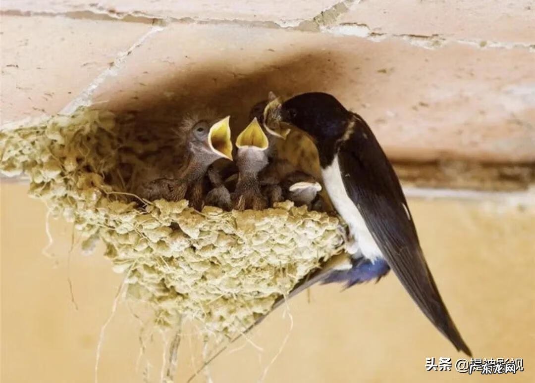 燕子地是什么风水 有风水的地方住燕子好吗