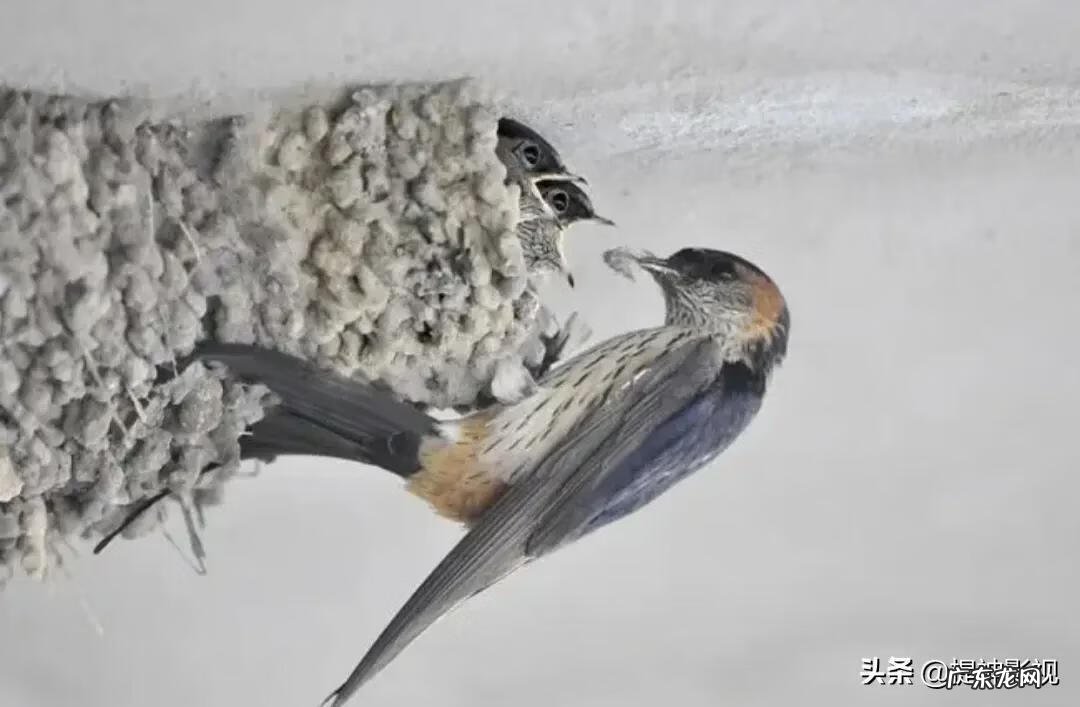 燕子地是什么风水 有风水的地方住燕子好吗