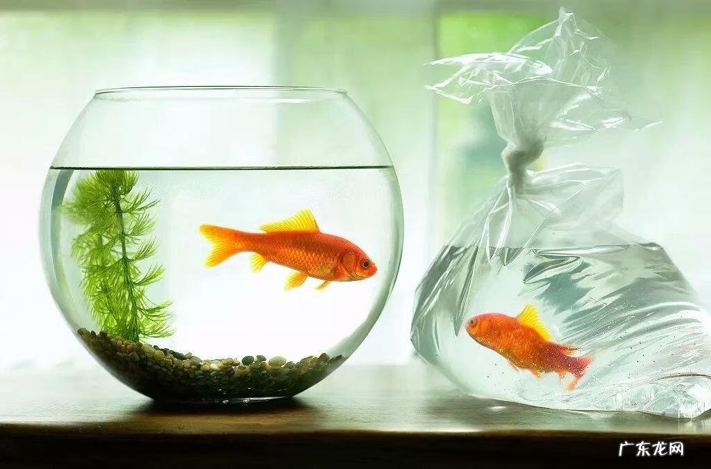 属蛇的人养什么风水鱼比较合适呢