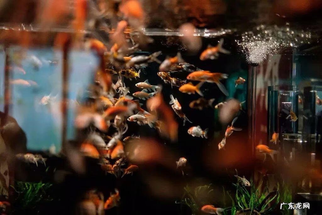 属蛇的人养什么风水鱼比较合适呢