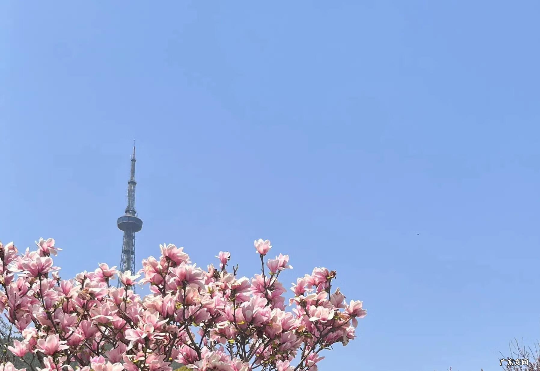 描写祖国的作文 关于祖国的文章开头