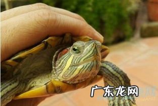 梦见龟跟蛇是什么意思? 梦见龟蛇一体