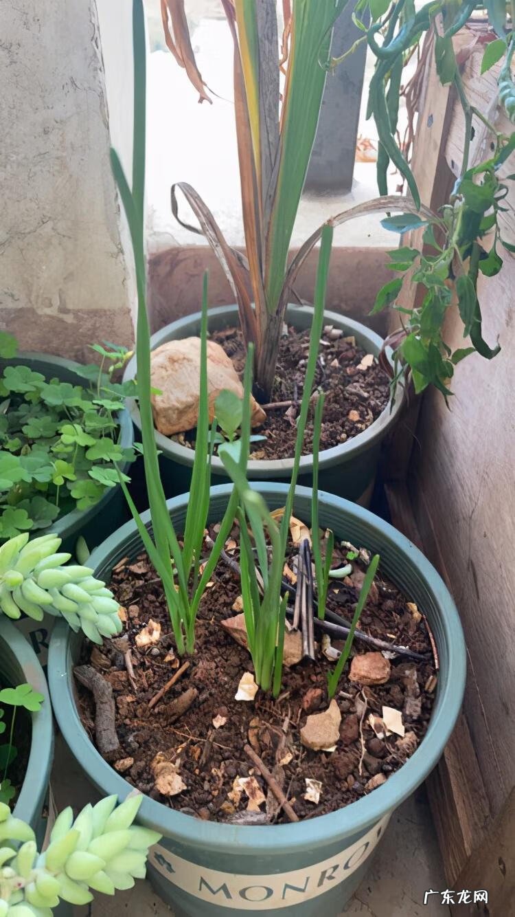 纯水精灵 纯水之球值钱吗