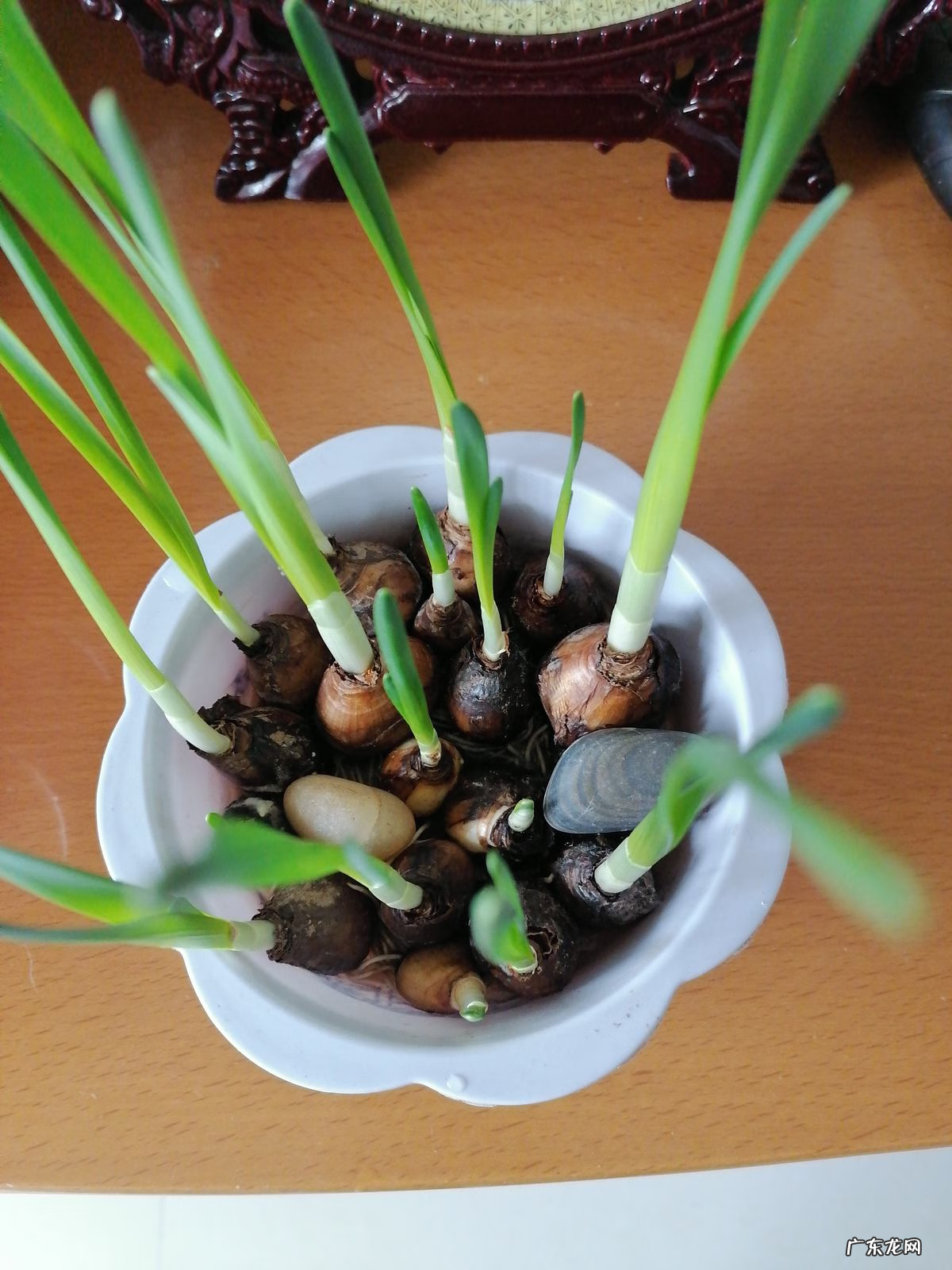 纯水精灵 纯水之球值钱吗