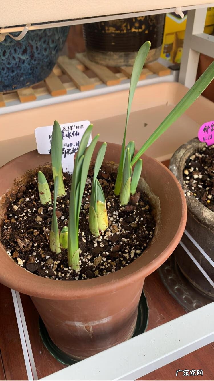 纯水精灵 纯水之球值钱吗