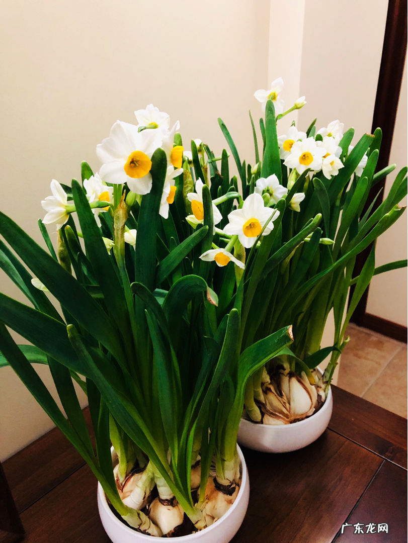 纯水精灵 纯水之球值钱吗