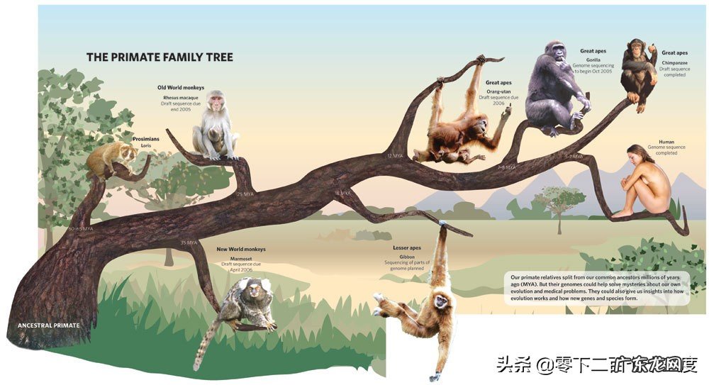 大猩猩和黑猩猩之间有生殖隔离吗?为什么?