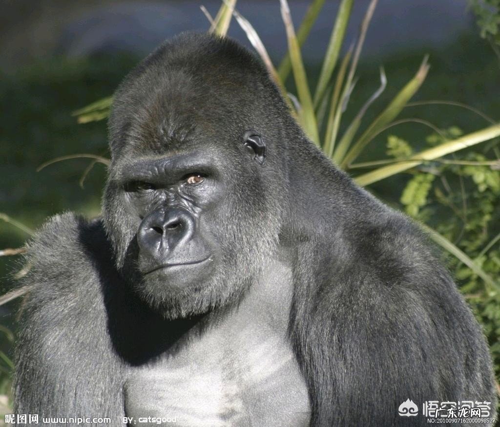 大猩猩和黑猩猩之间有生殖隔离吗?为什么?