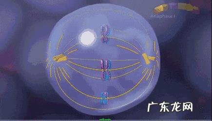 大猩猩和黑猩猩之间有生殖隔离吗?为什么?