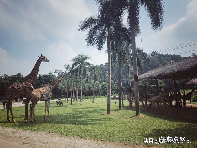 广州那边春节去哪里玩比较有意思?