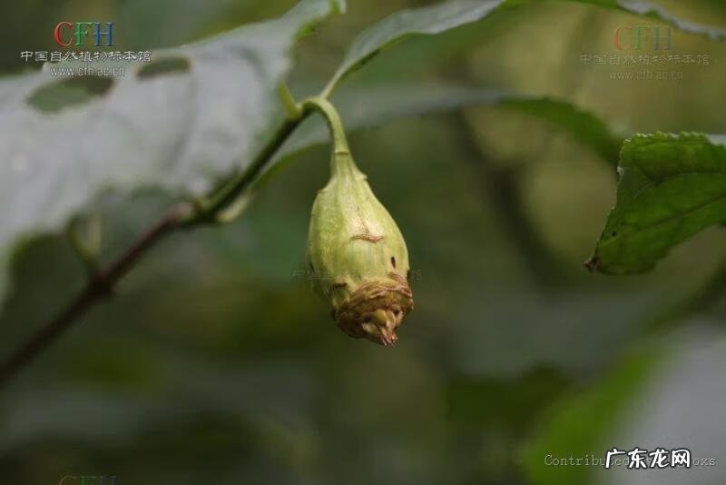 腊梅油的功效与作用 夏蜡梅属
