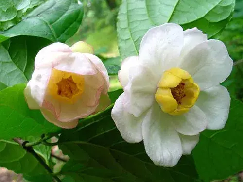 腊梅油的功效与作用 夏蜡梅属