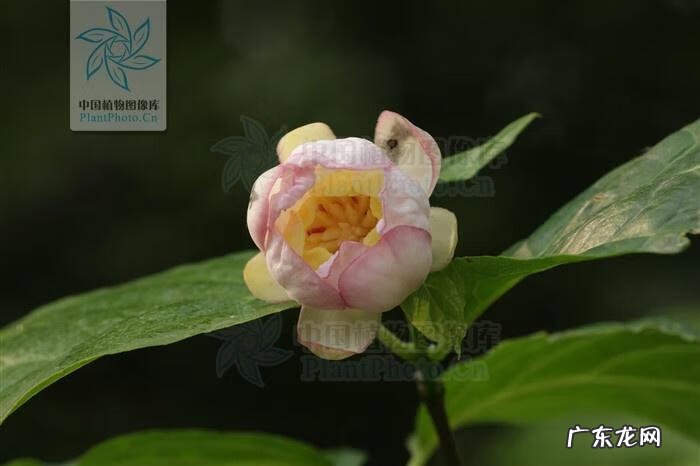 腊梅油的功效与作用 夏蜡梅属