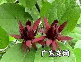 腊梅油的功效与作用 夏蜡梅属