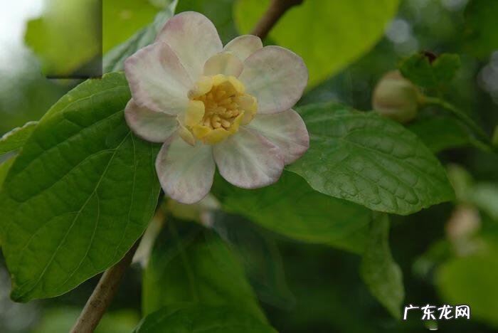 腊梅油的功效与作用 夏蜡梅属