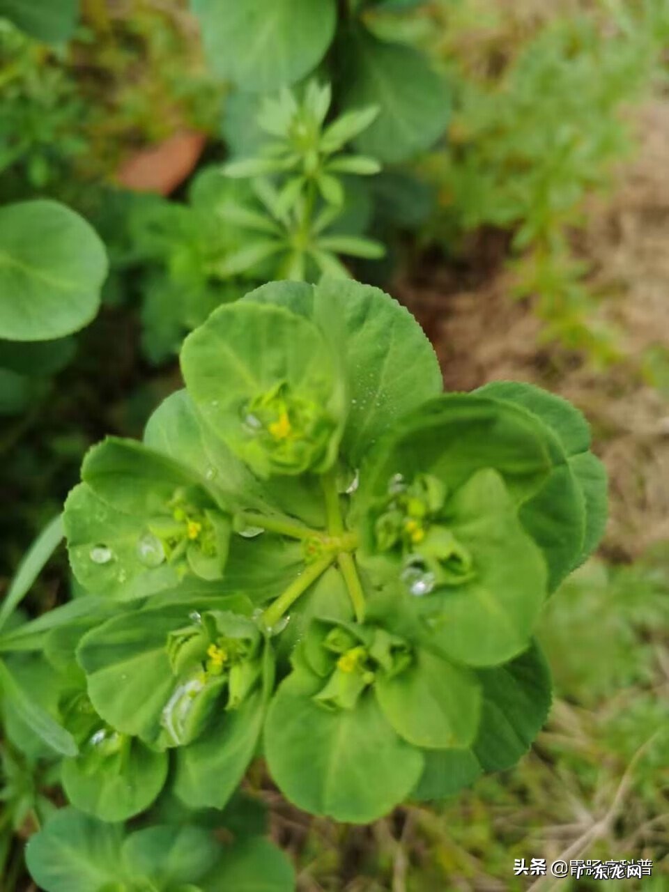 猫眼草是什么样子 猫儿眼草图片大全