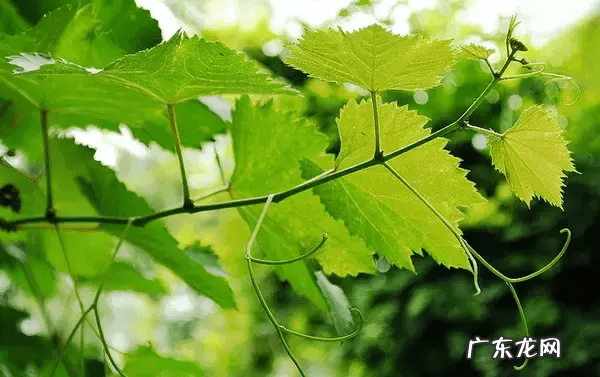 庭院种树风水 风水学院子里种什么树好