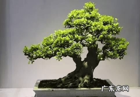 庭院种树风水 风水学院子里种什么树好