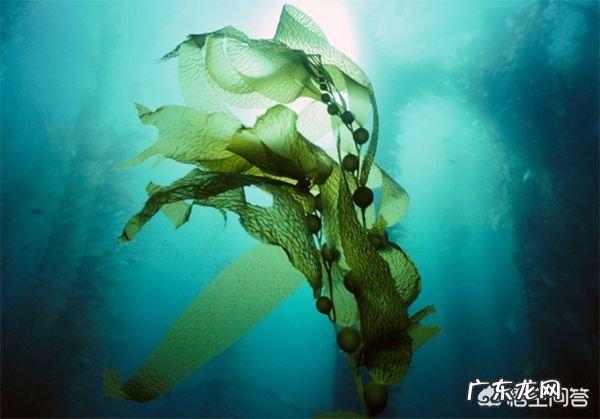 天然的有助于降血脂的食物有哪些?