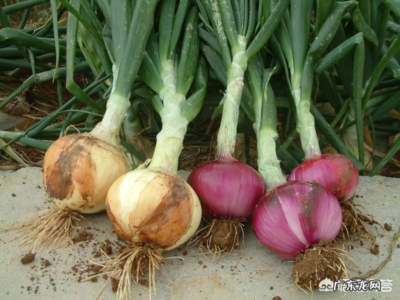 天然的有助于降血脂的食物有哪些?