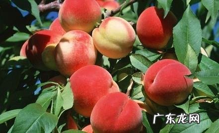 吃桃子对身体有什么好处吗?