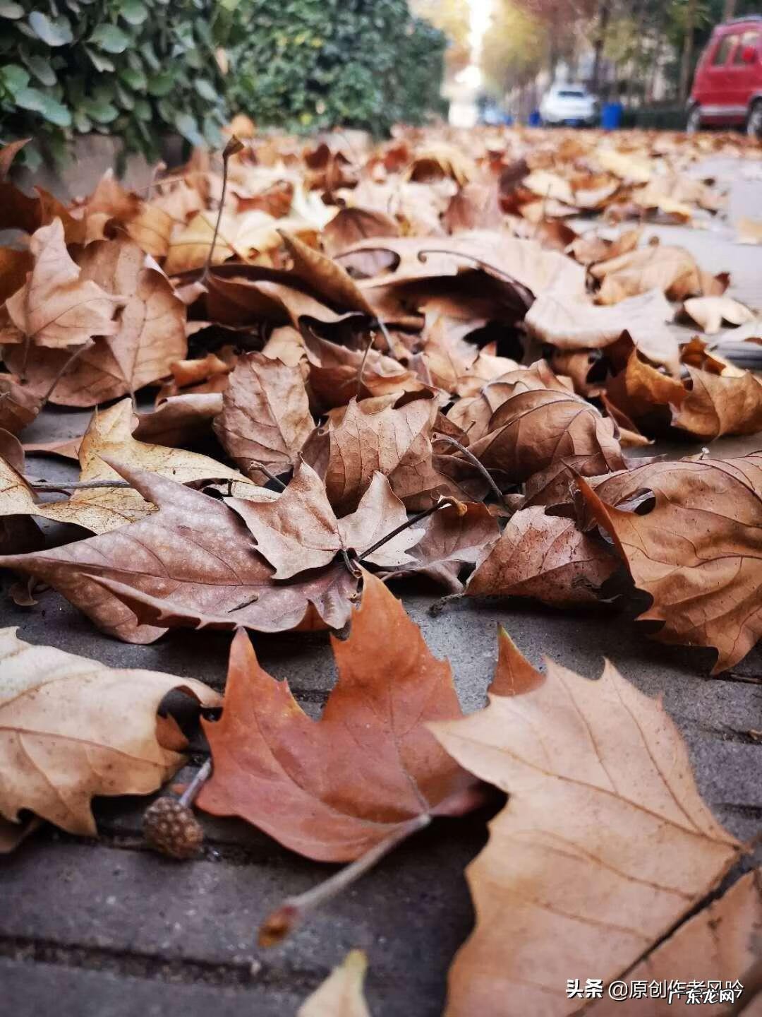 茶叶枕头的制作方法 茶叶枕头怎么做