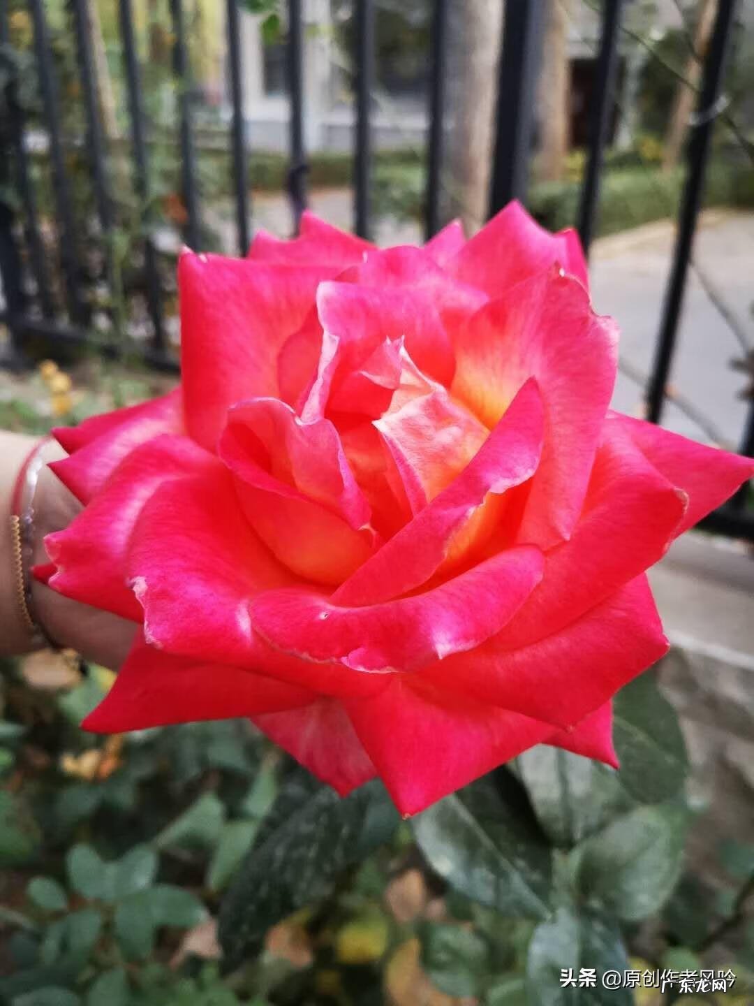 茶叶枕头的制作方法 茶叶枕头怎么做