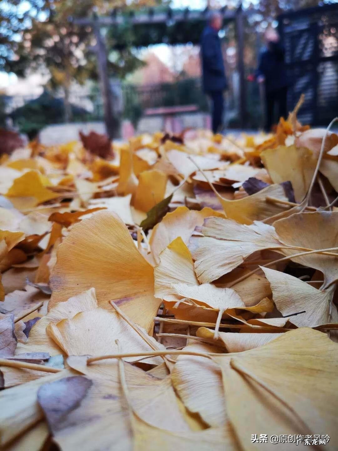 茶叶枕头的制作方法 茶叶枕头怎么做