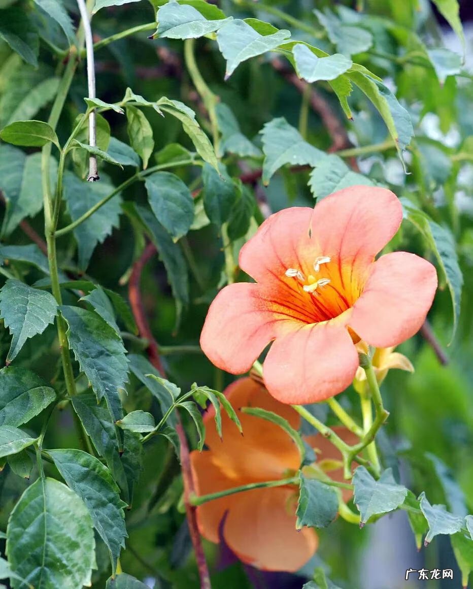 家里有爬藤的植物对风水好不 屋顶种藤式植物风水好不好呢