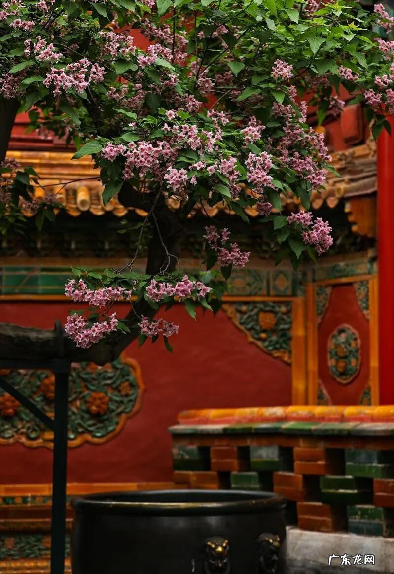 家里有爬藤的植物对风水好不 屋顶种藤式植物风水好不好呢