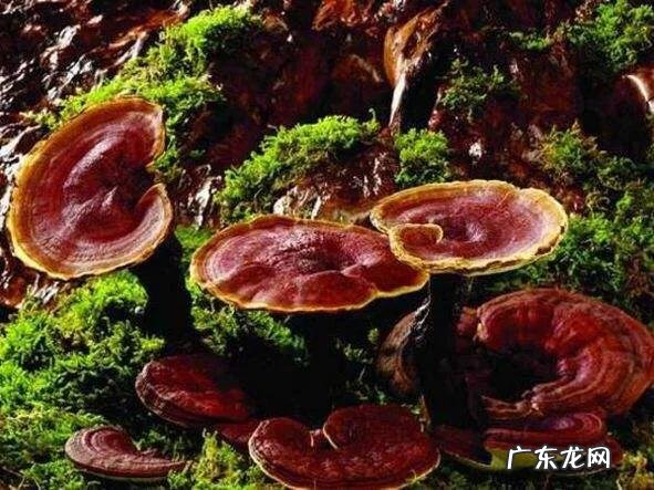 如何用成语“开门见山”写一首藏头诗?