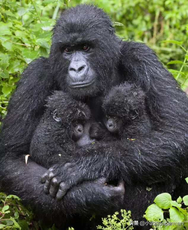 世界十大受保护的野生动物是什么?